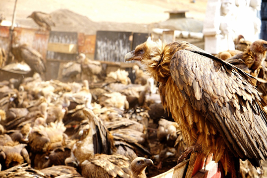 在天葬儀式中參透生死間的微光 : 色達－班瑪